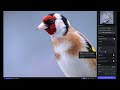 BIGINNER TIPS to BIRD PHOTOGRAPHY // Garden birds from start to finish