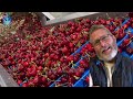 How Harvest And Process Millions Of Tons of Cherries | Cherry Factory Process