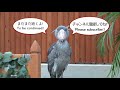 FUTABA-CHAN 帰宅前に大好きな飼育員さんに甘えるハシビロコウのふたばちゃん!【冬のふたば】Winter Futaba_18 Shoebill FUTABA 2021_13　クラッタリング