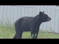 Bear on the loose in Ladysmith WI July 29th 2024