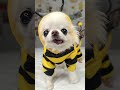 Here come a the Bee-Chis 🐝🐾😆 #dogshorts #funnydog #bee