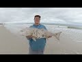 THEY'RE CHEWING! - October Red Drum Surf Fishing NC