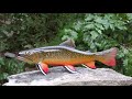 Carving a Wooden Brook Trout