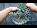 Dipres Jadi 2 Bahan Lohansung Yang Prospek (Podocarpus Maceophyllus)