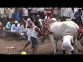 khilari breed bull pulling heavy weight stone in yadwad. festival.sharyat.stone bull 2.