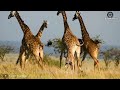 OMG! Lion Mother Helplessly Watched Her Poor Puppies Brutally Attacked By Evil Eagles | Animal Fight