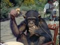 Chimps' Tea Party (1955)