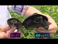 【ワナ40個】危険生物が潜む川にカニかご仕掛けた結果･･･≫生物ハンター加藤英明・Japan wild hunter