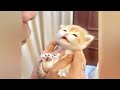 New Funny Animals🤣Best Funny Dogs and Cats Videos Of The Week😙