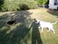 Dogs playing