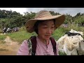 I almost got lost in the Jungle in Cameron highland, Malaysia 马来西亚金马伦高原丛林| EP31