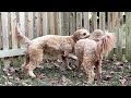 Goldendoodle Siblings Love to Wrestle and Play