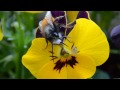 bumble bee drinking nectar from flower macro hd (Osmia cornuta)