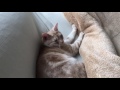 毛布にフミフミする猫(アメショーのミィちゃん)