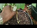 Reviving My Apple Tree & Planting a New Dwarf Jonagold | UK Garden Adventures