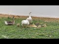 Goldendoodles Meet Baby Geese! ❤️