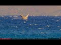 Mar 31, 2024: Humpback Mother and Calf Breaching in Maui, Hawaii