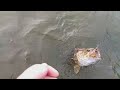 THE KANSAS ANGLER  SMALLMOUTH BASS ON  ZOOM LIZARD BUSTED MY RIG WADING IN THE RIVER