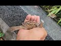 A baby sparrow born this year fell asleep after playing. Sparrow Diary