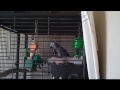 African Grey Parrot (Rafiki) playing.