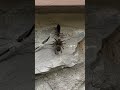 Wasp captures spider