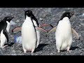 Antarctica 4K - Scenic Relaxation Film With Calming Music