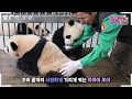 (SUB) When Baby Twin Pandas Meet Grandpa, They Get Excited And Run To Him🐼│Panda World