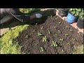 Planting Vietnamese hot Chili Peppers (trồng ớt hiểm Việt Nam trên đất Mỹ)