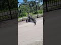 Giant alligator bends metal fence while forcing its way through