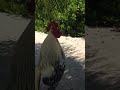 Communicating with a rooster