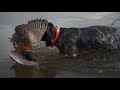 Pheasant Hunting in Georgia with Bird Dogs