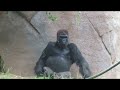 These Gorillas Are More Relaxed Than You'll Ever Be