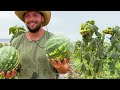 Far from Civilization: Watermelon Harvesting in a Caucasian Mountain Village