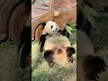 莽仔抢小五零食吃太可爱了，不愧是辣妈【Panda： ♀莽仔Mang Zai、♂灿灿Can Can】重庆动物园#大熊猫 #panda