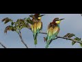 CANON R7 RF 200-800 BEE EATER 4K