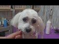 Maltese-Poodle haircut, dog grooming