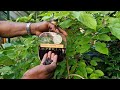 Harvesting fistfuls of Mulberry berries (Morus Alba) to make my Liqueur