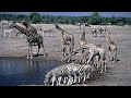 Etosha National Park - Namibia