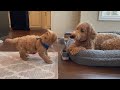 Goldendoodle Puppy Plays Tug