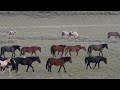 World of Wild Horses with Stallions Mares and Foals of Wyoming by Karen King