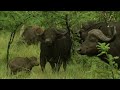 The course of the grown-ups - Animal strategies - Full documentary - AMP