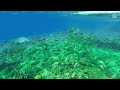 The BEST Snorkeling Spot in Bohol Province | Balicasag Island | Philippines | 4K ASMR