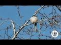 Falcon lives in my neighborhood rent free #birding #wildlife #canon