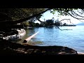 Sunshine Trees Relax Seaside asmr log beach15