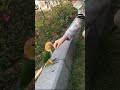 PET LOVER | CAIQUE PARROT #Shorts #Curegfarm