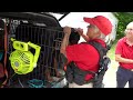 Wilderness Search and Rescue Dogs - A Day in the Life