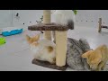 IMPOSSIBLE TRY NOT TO LAUGH 😘😂 Funny Animal Moments 😹