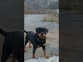 Arya top oynamayı çok seviyor#rottweiler #arya #oyun