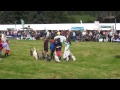 Sheepdog herding Indian Runner Ducks