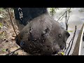 Venomous RIVER MONSTER STINGRAY CAUGHT in the AMAZON! ft Predatory Fins